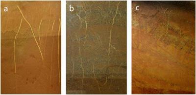 Comparative Proteomic Analysis by Isobaric Tags for the Relative and Absolute Quantification Reveals the Responses of Tobacco (Nicotiana tabacum L.) Roots to Different Soil Types